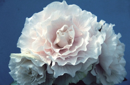 B. ‘Pink Champagne’